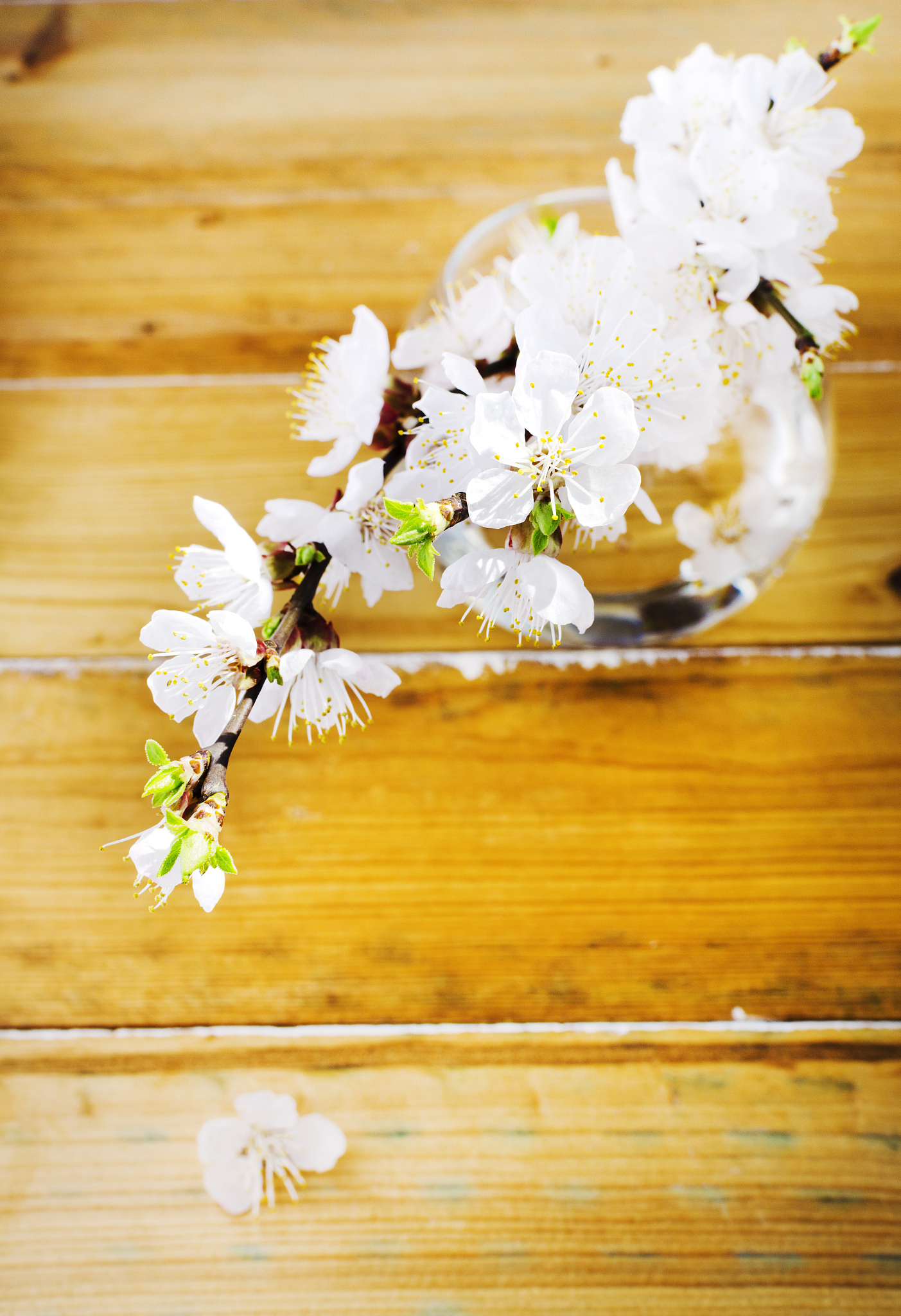 bluming apricots