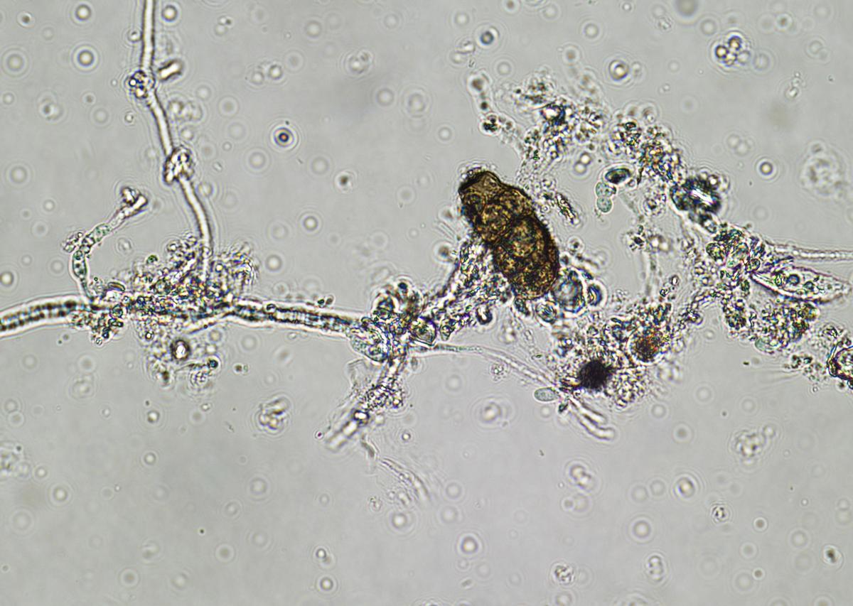 昆虫共生菌研究进展：影响生长、发育、免疫和行为