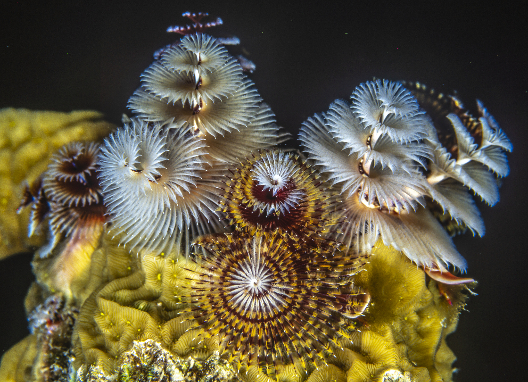 Bacteroides、Escherichia-Shigella、Faecalibacterium、Prevotella、Blautia和Klebsiella这几个菌属分别属于什么门？