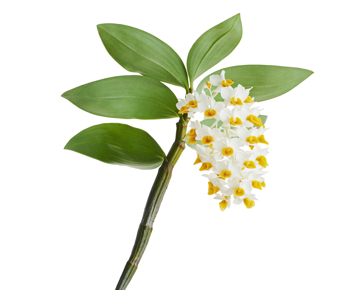 石斛：功效强大的药用兰花 | 中药材介绍