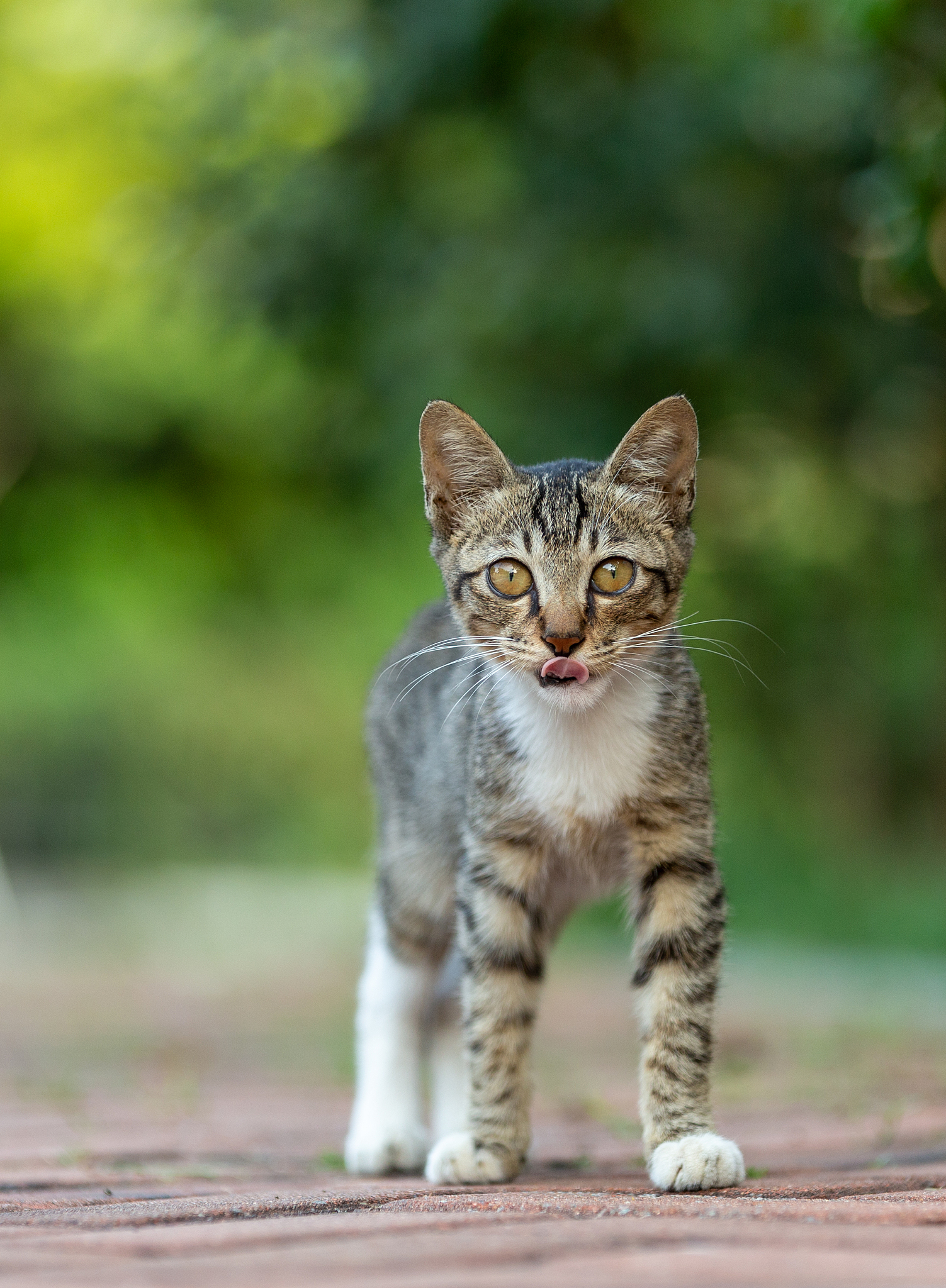 猫咪后院手游1.0.0更新：全新地图及互动玩法上线！