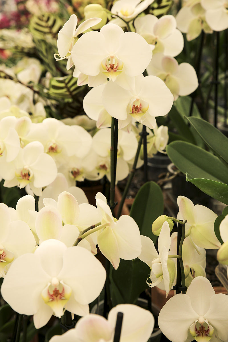 安阳师范学院人文管理学院园艺技术专业怎么样？全面解析就业前景和课程设置