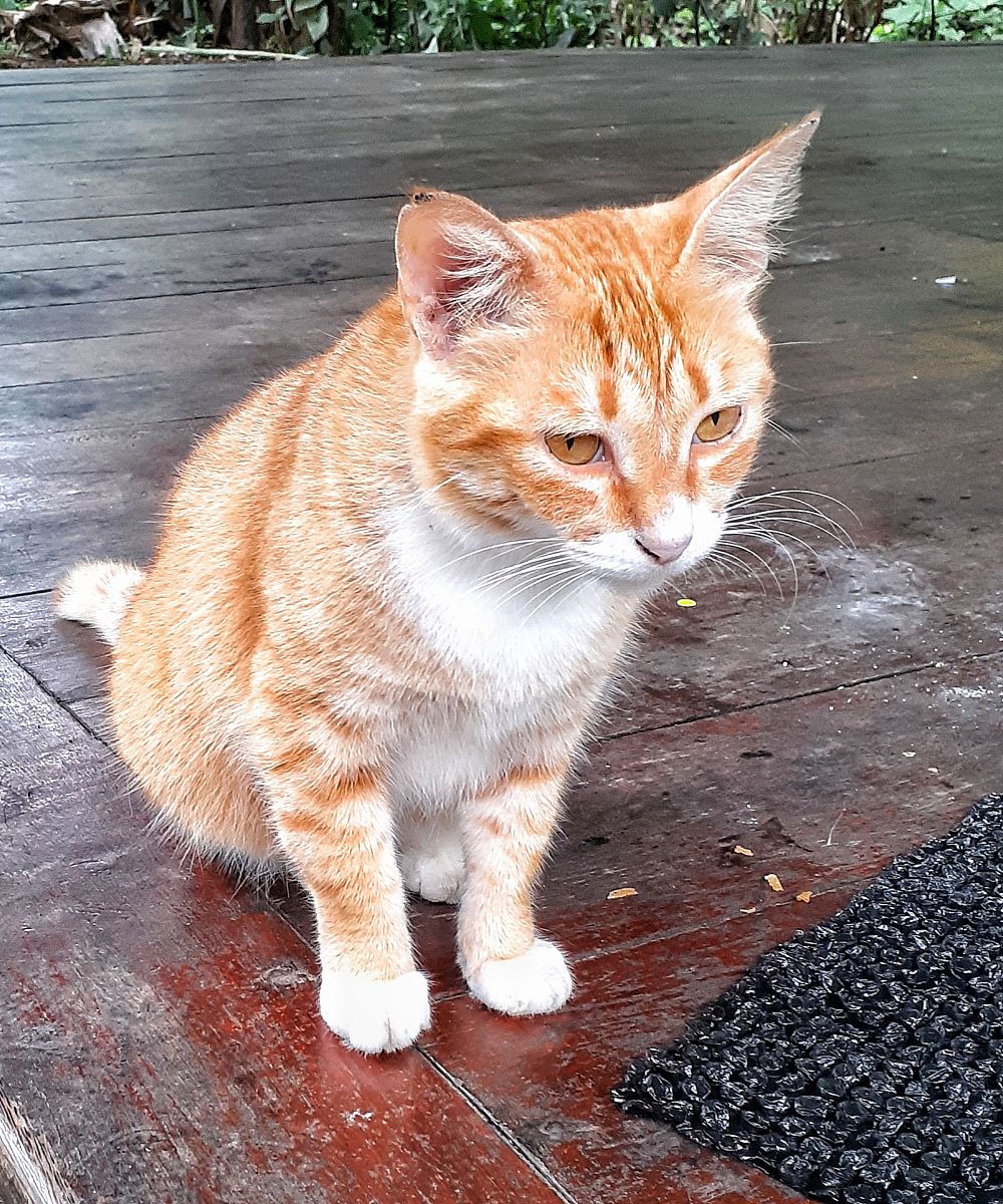 猫原发性铜相关性肝病的检测诊断