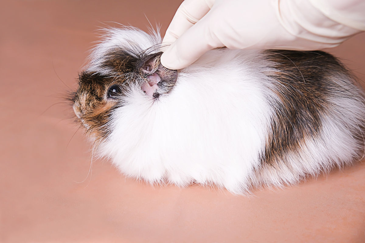 云南曲靖兽医学校五年制高职专业招生信息 - 培养未来兽医人才