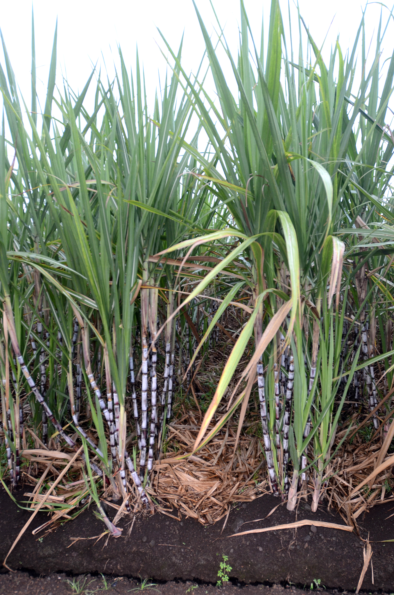 expanse of sugarcane