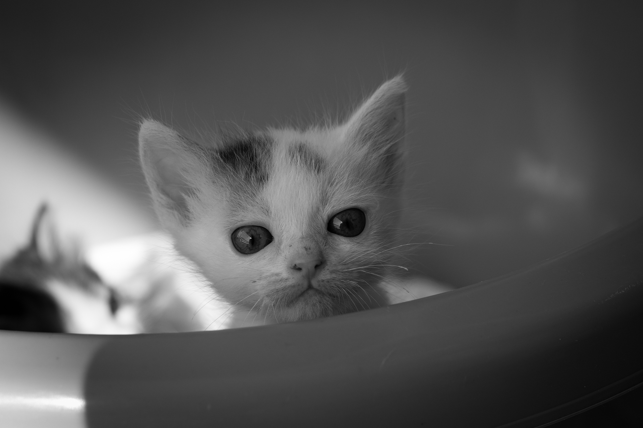 编程猫 kitten课程 动画大师 学生表现