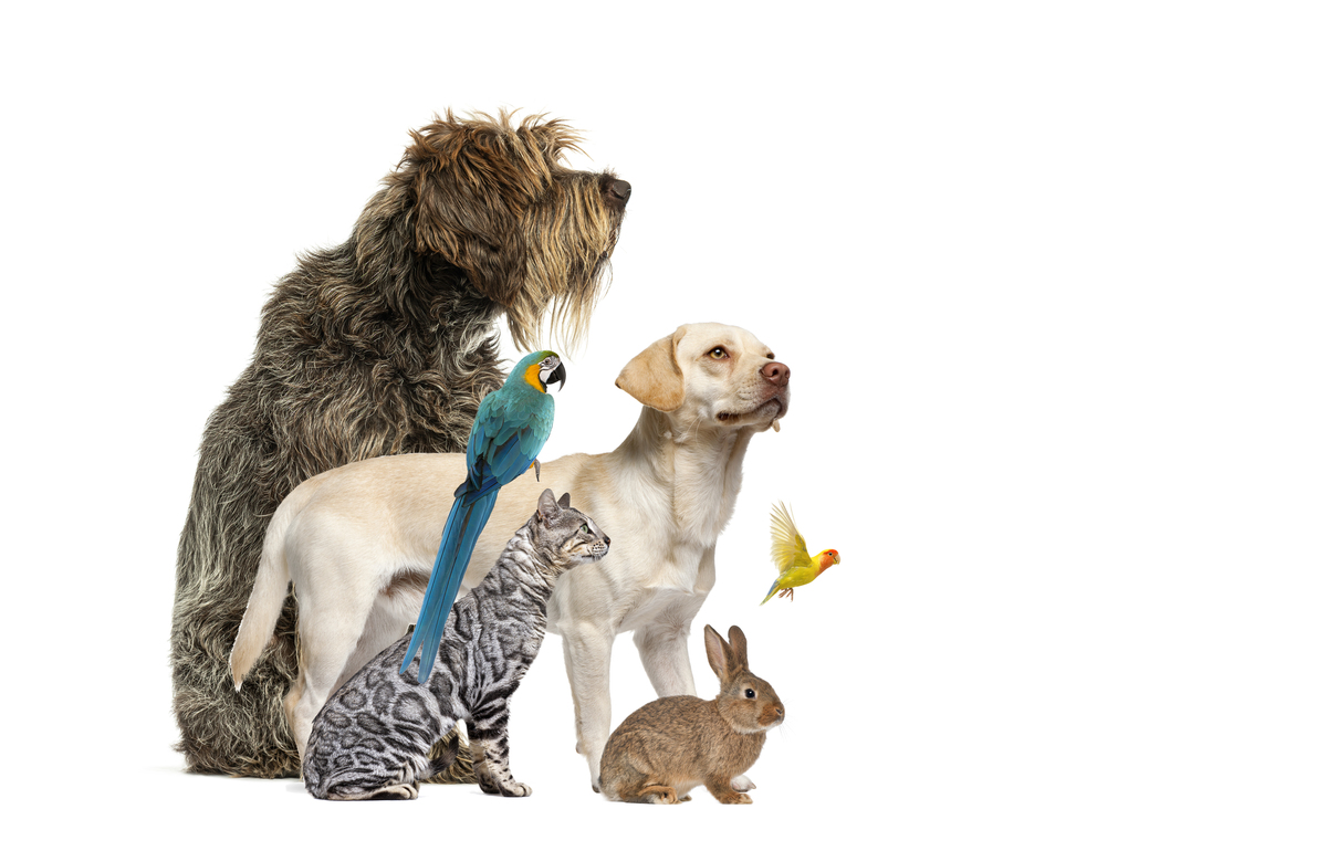 阐述：乖宝宠物产品正处在成长期