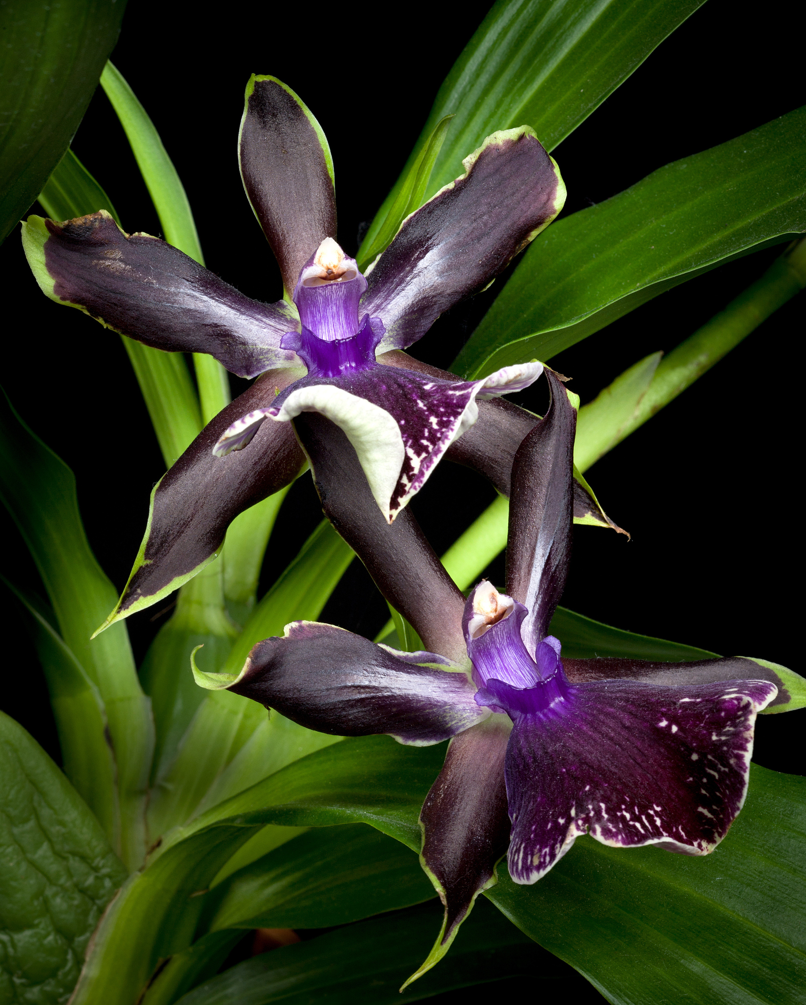 orchids