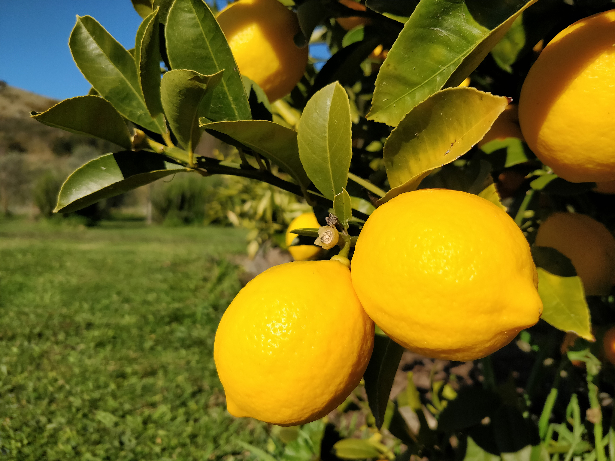 柠檬种植研究性学习报告：探究经济价值与实践经验