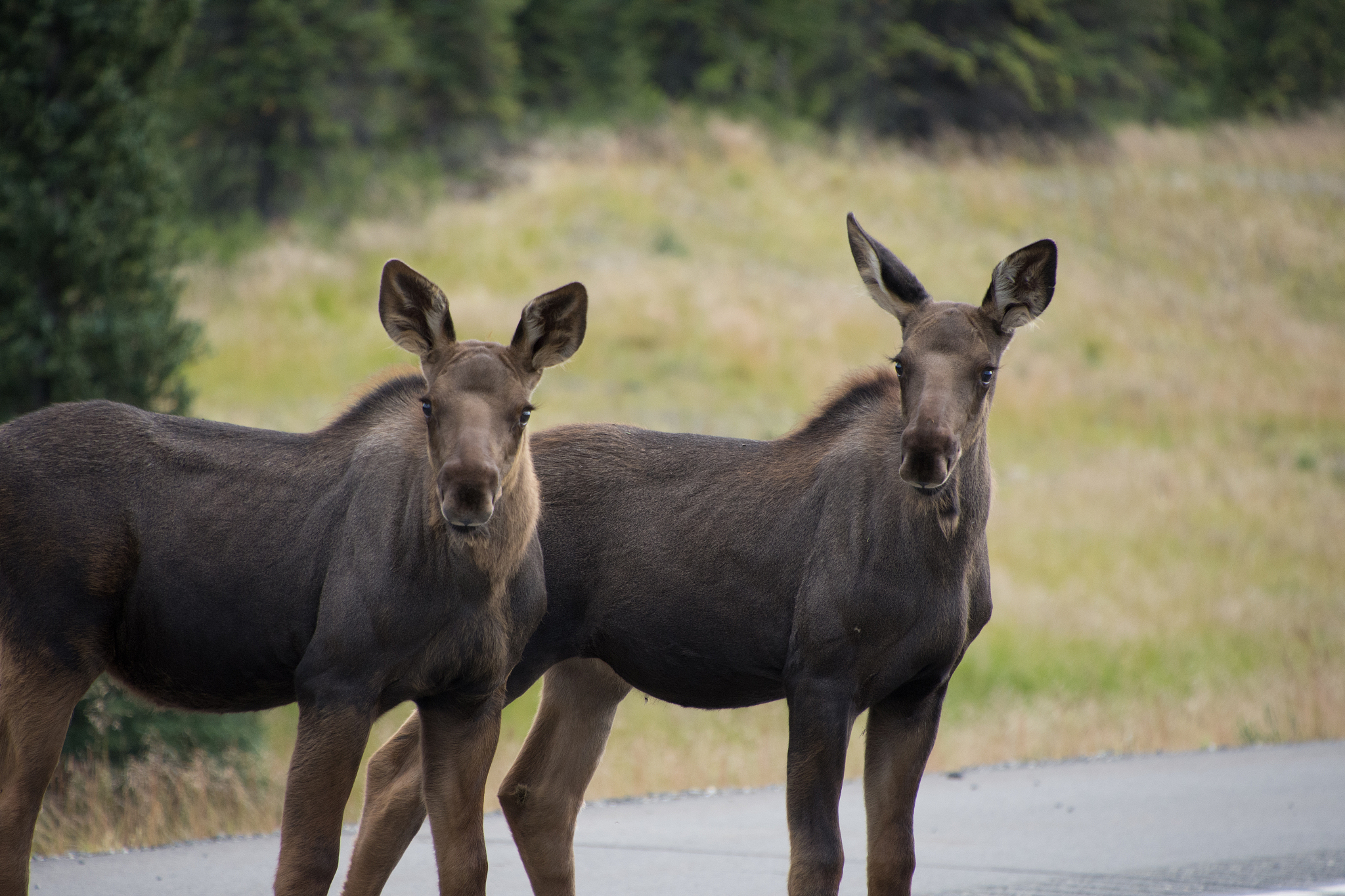 moose spotted along an alaskan highway