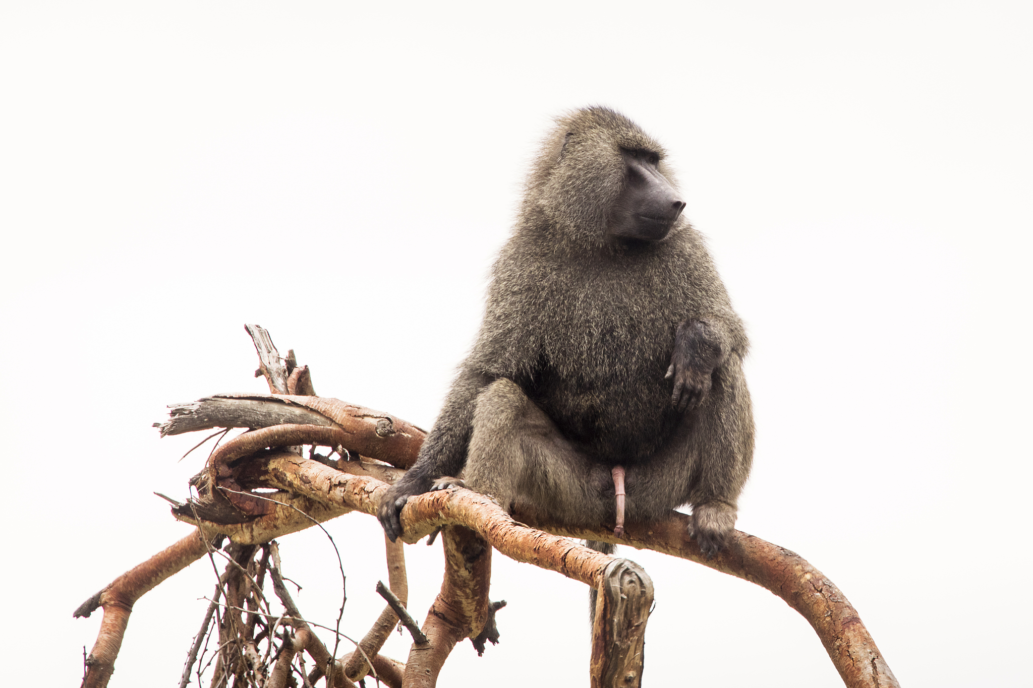 baboons monkey siting on branch during safari in national park o
