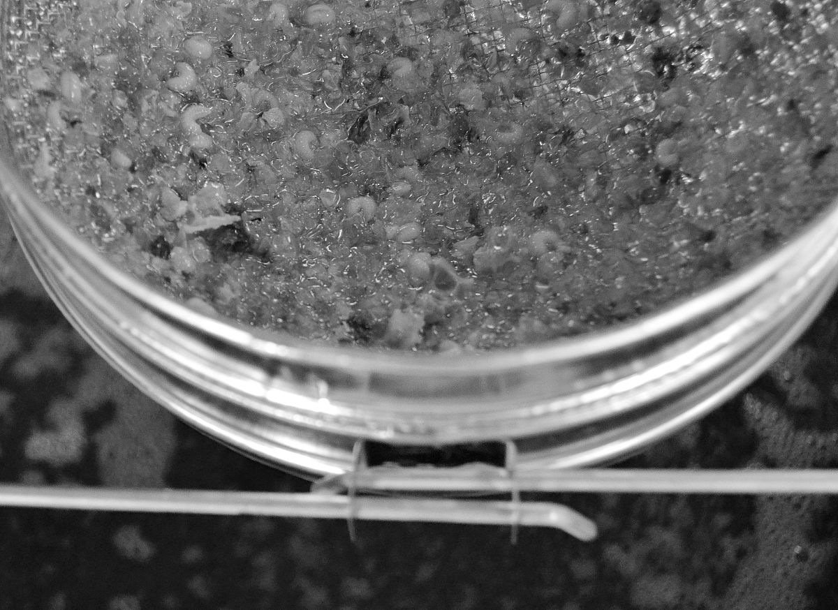 酿造功能微生物抑制乳酸菌型曲霉及优质酶筛选与挖掘：必要性、现状、趋势及知识产权