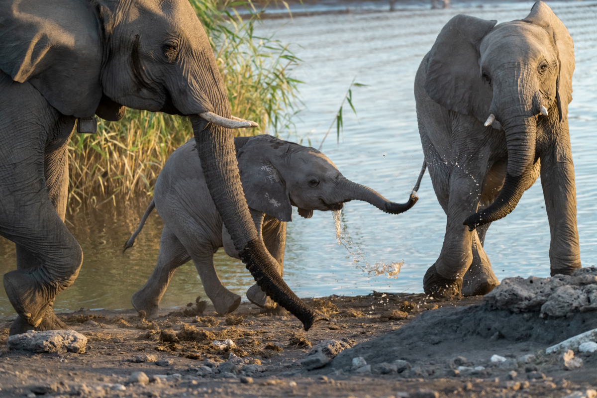 难忘的动物园之旅：与大象的奇妙邂逅