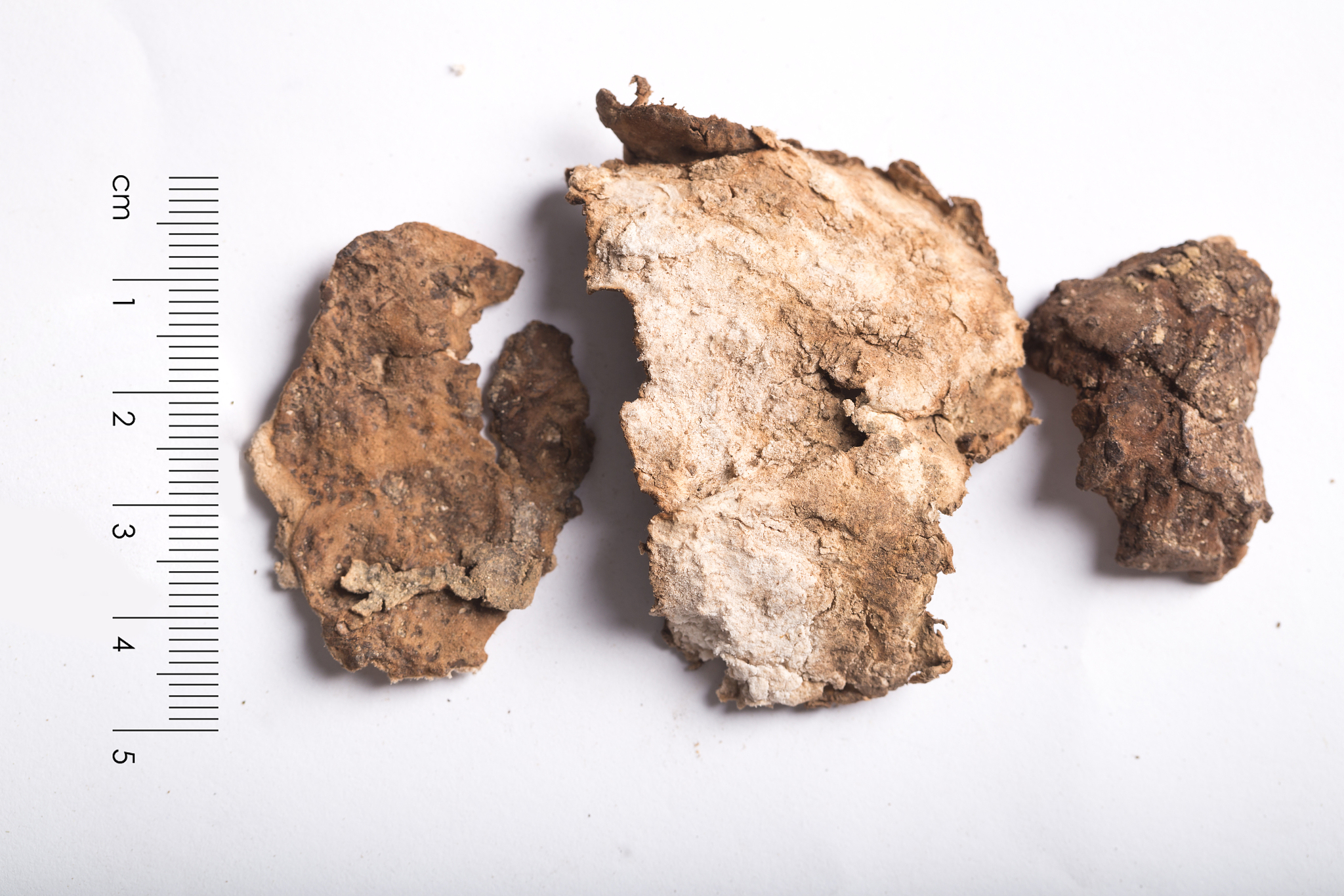 皖西卫生职业学院中药专业怎么样