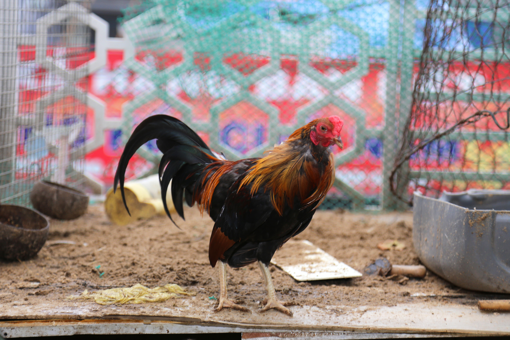chicken