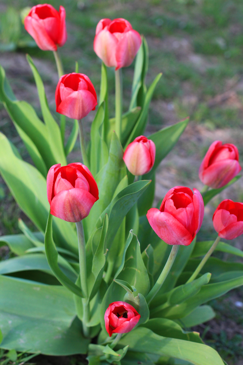 请帮我写1篇650字的博客文章主题是：花中之王是什么花