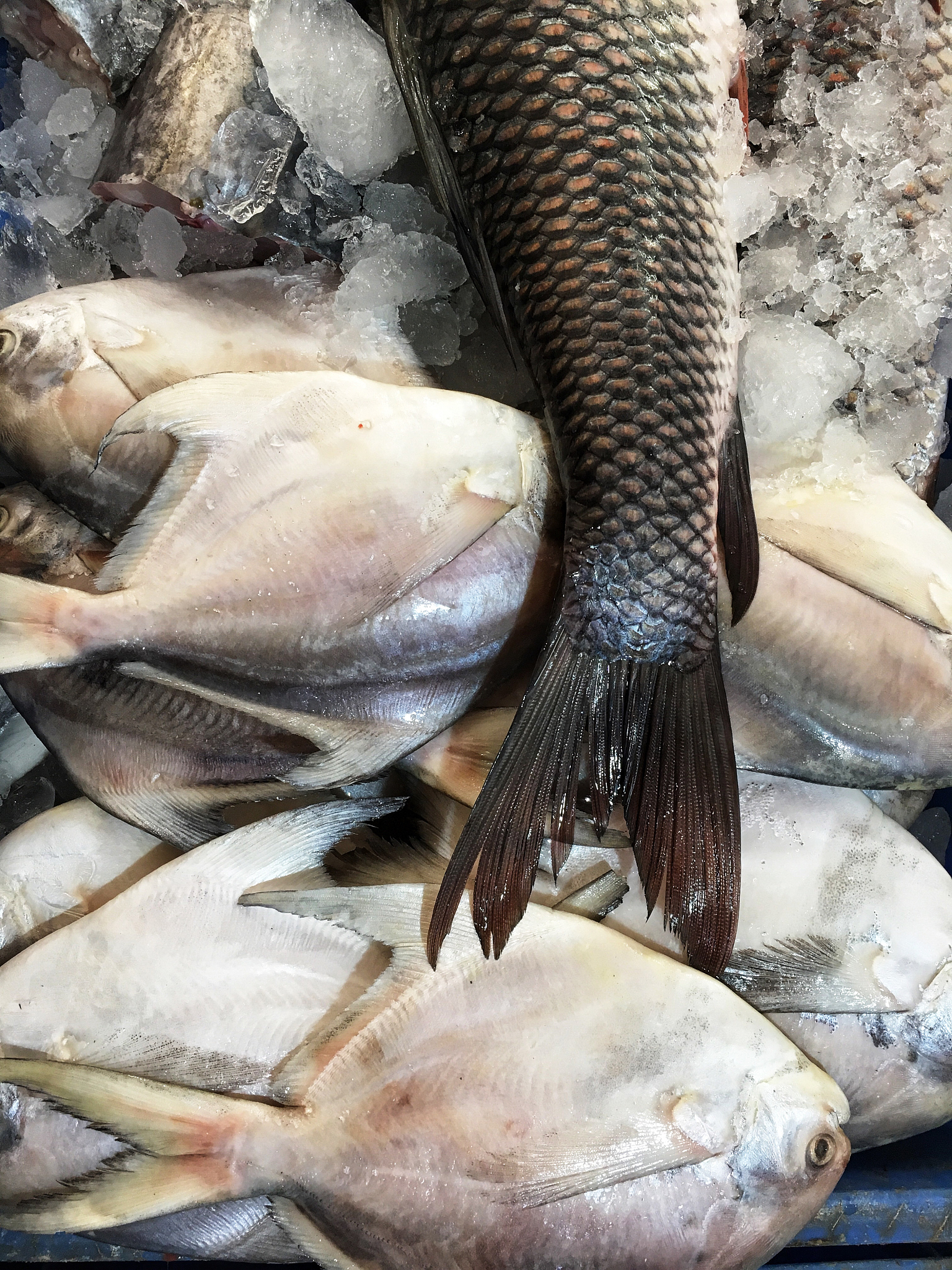 鲈鱼：海水养殖的优质食用鱼