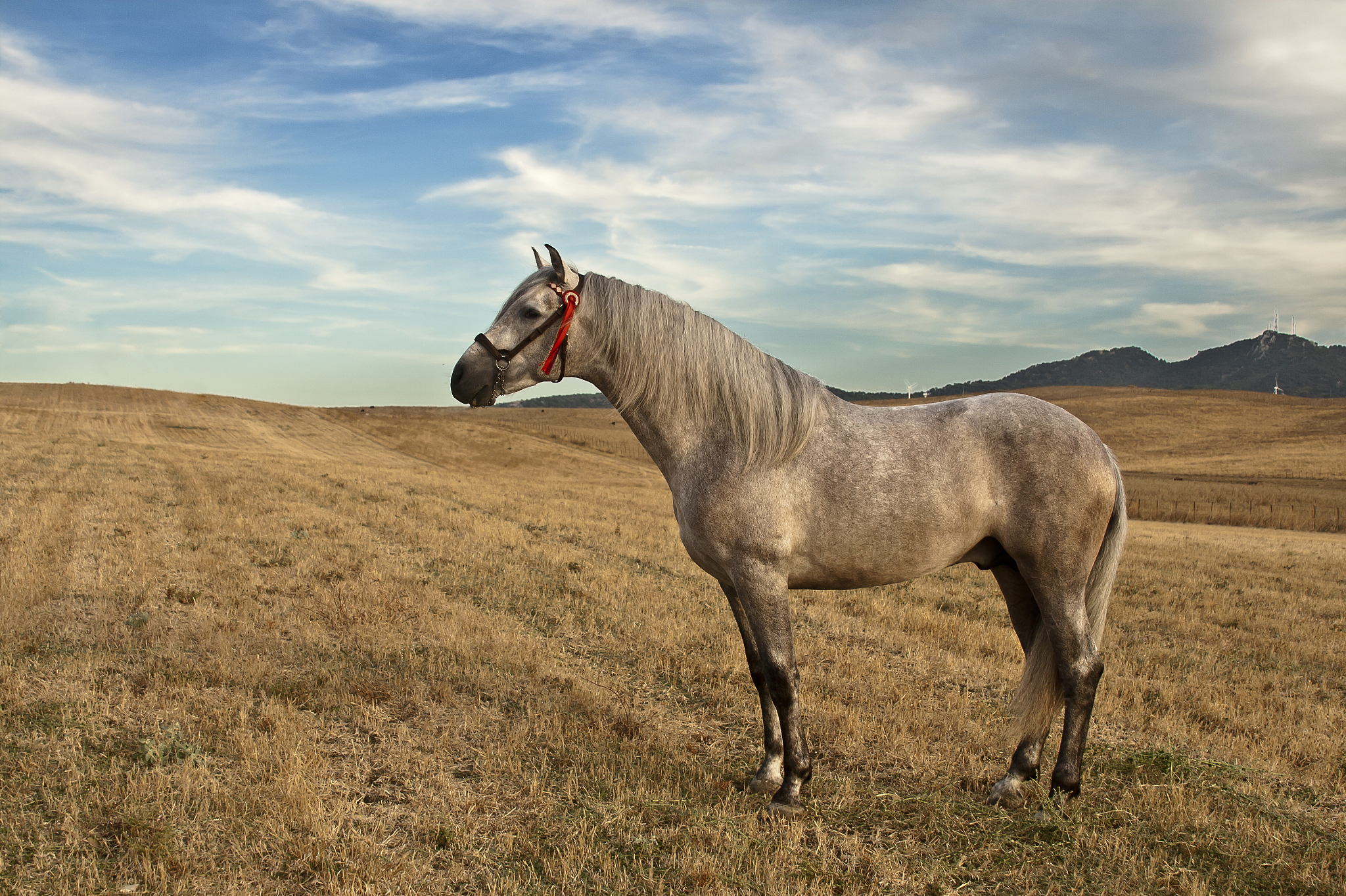 beautiful horse