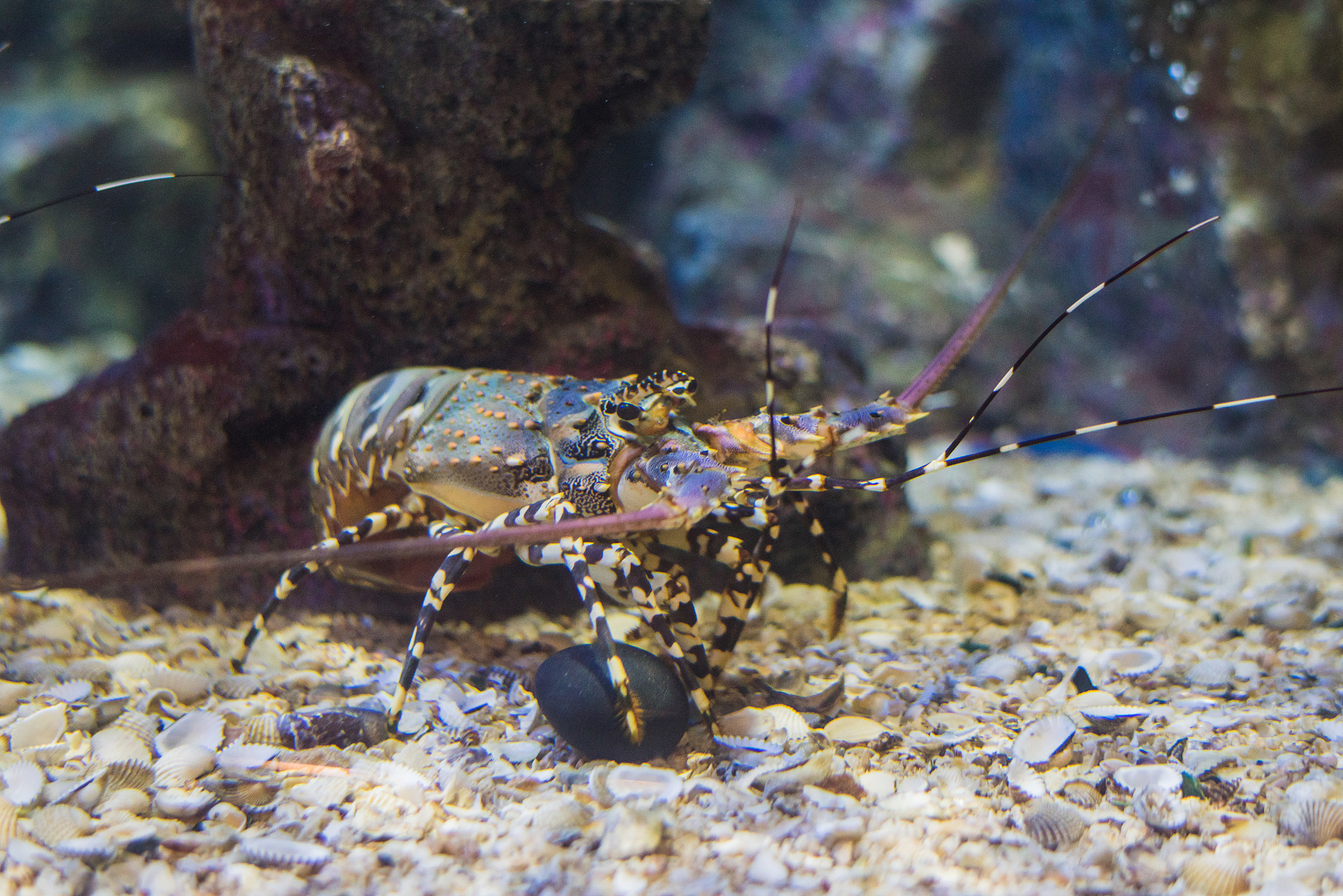 克氏原螯虾是小龙虾嘛