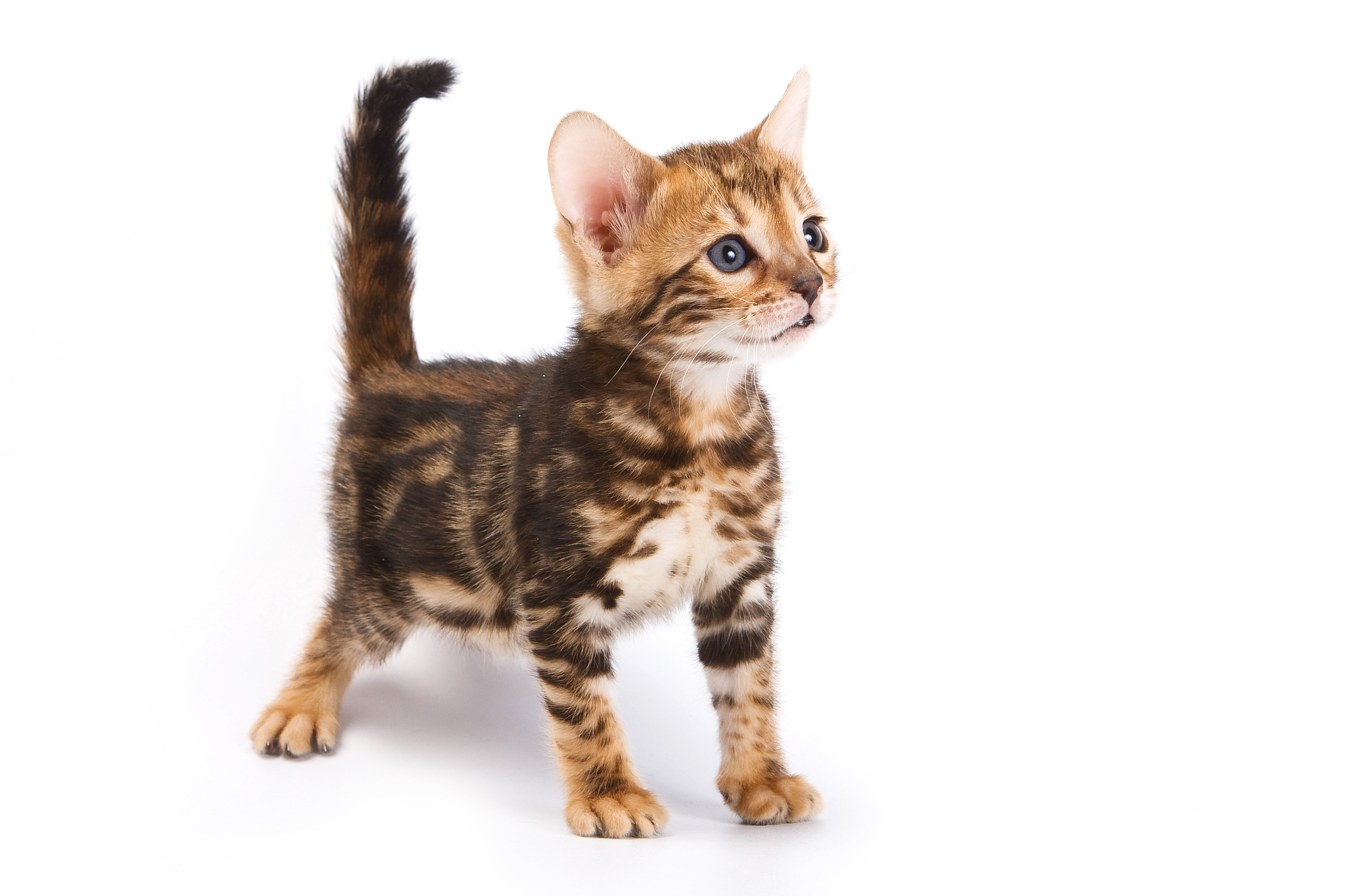 10个让你笑破肚皮的搞笑视频标题！