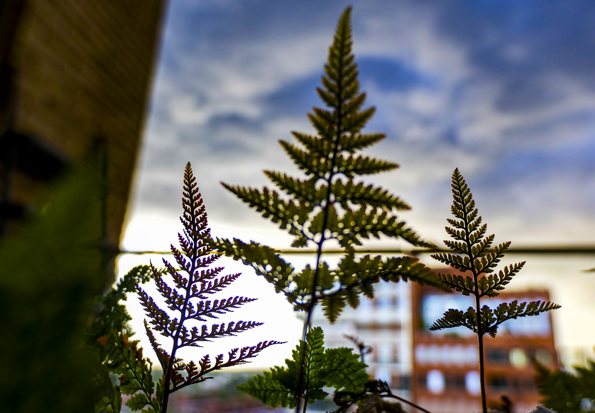 日本柳杉strobilus：了解其果实和用途