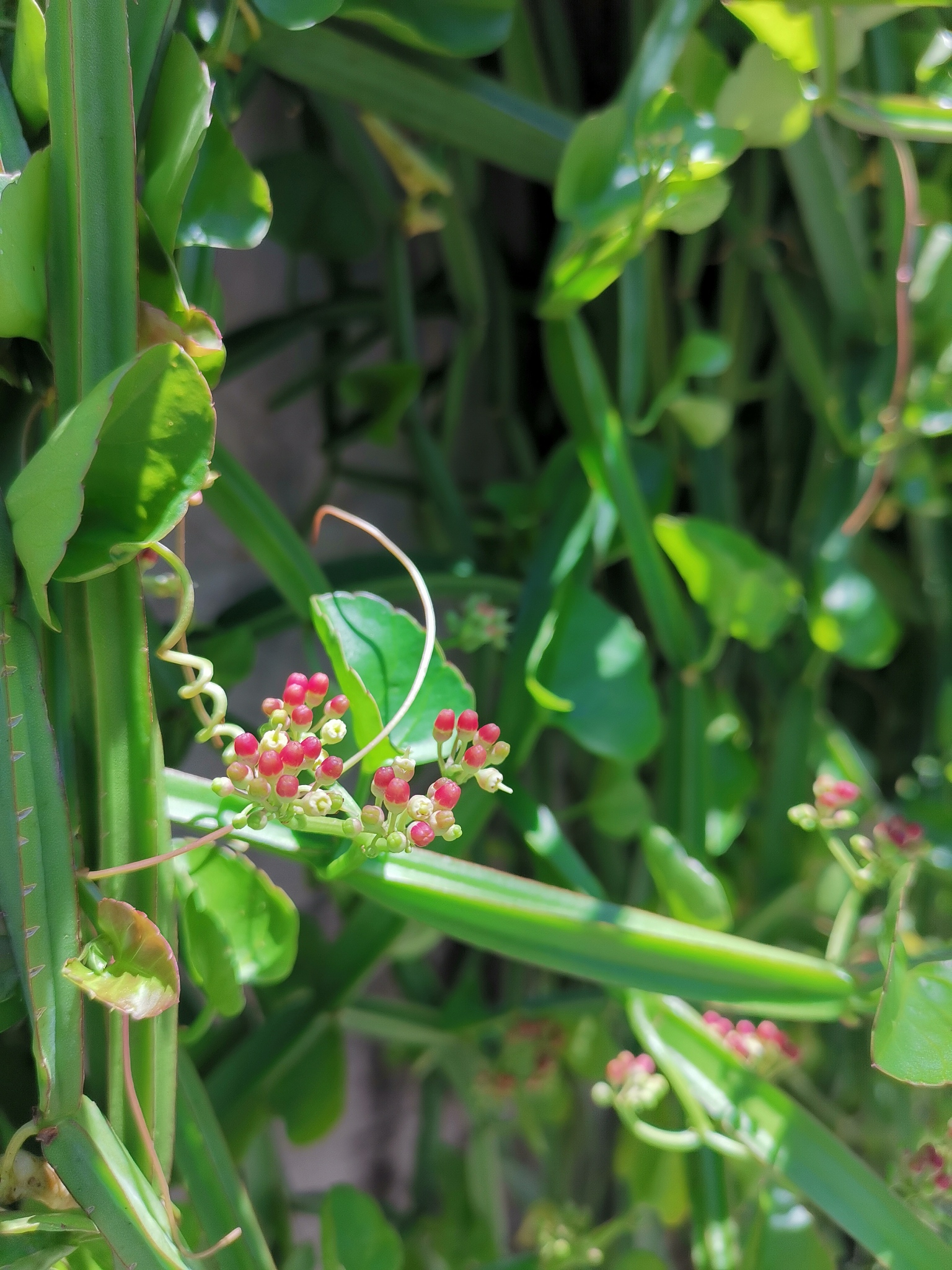 tiny pink fruits and flowers of phetsangkhat (cissus quadrangula