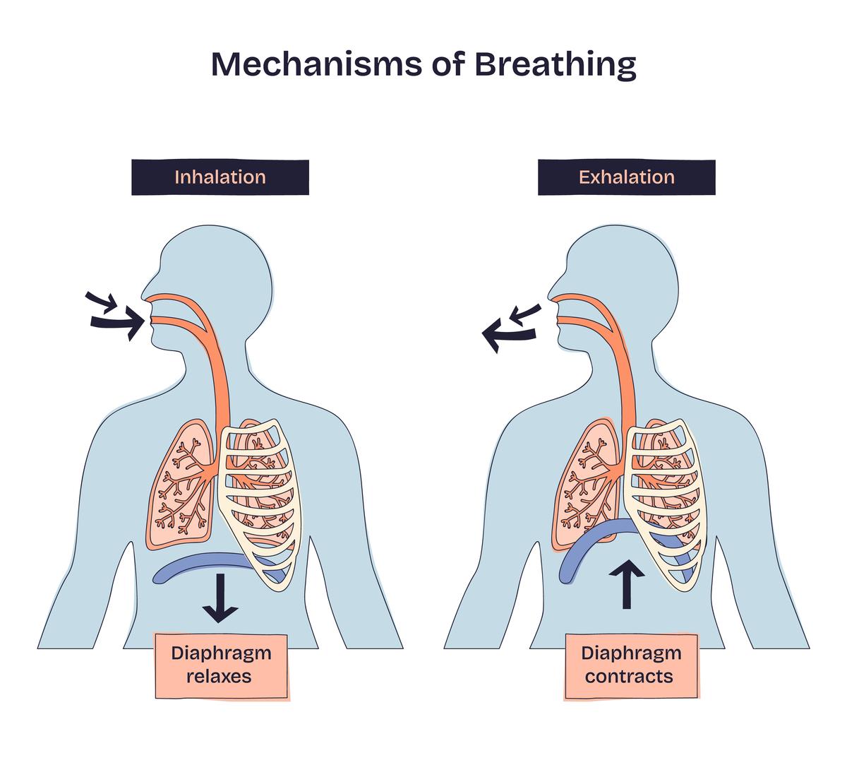 呼吸道管径变小的原因及影响：从生理到环境因素