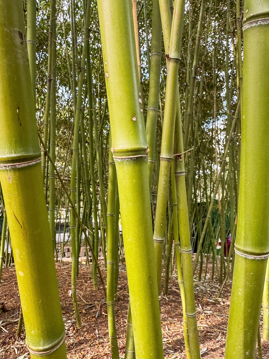竹子分类：草本、灌木、乔木，分布范围大揭秘