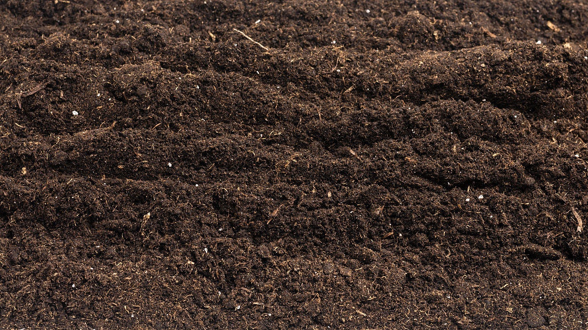 影响植物/作物健康的关键因素 - 全面解析