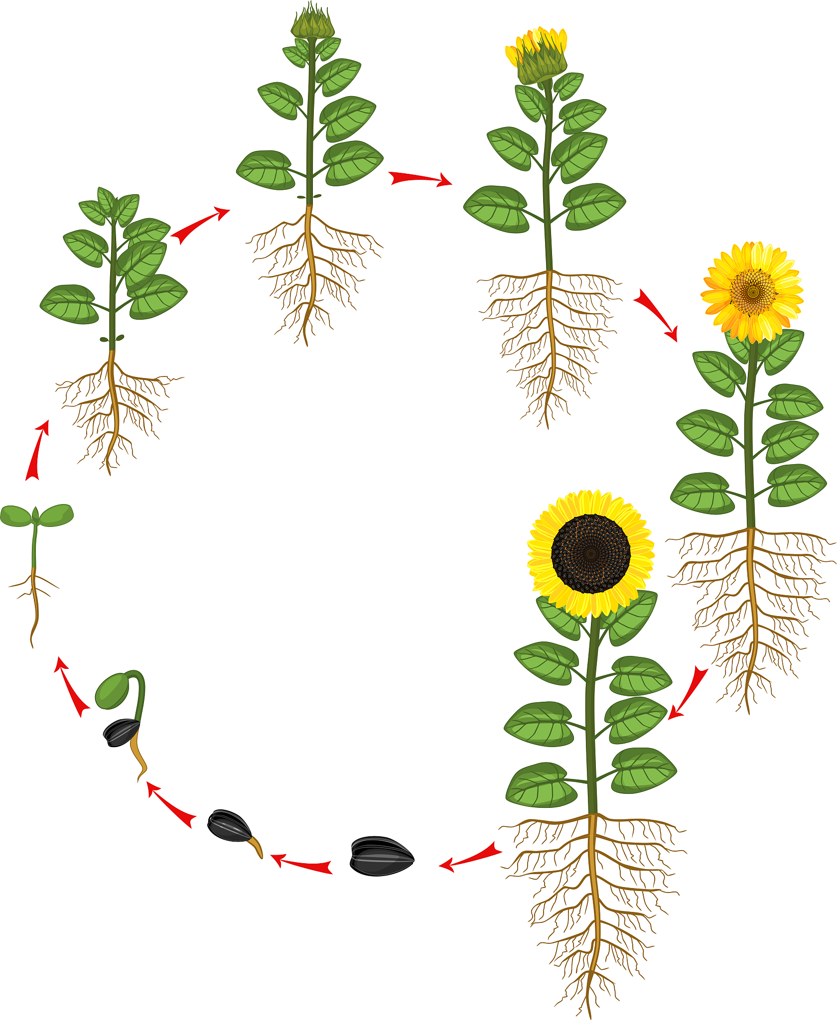 《植物生理学杂志》(Journal of Plant Physiology): 植物科学研究和发展的国际平台