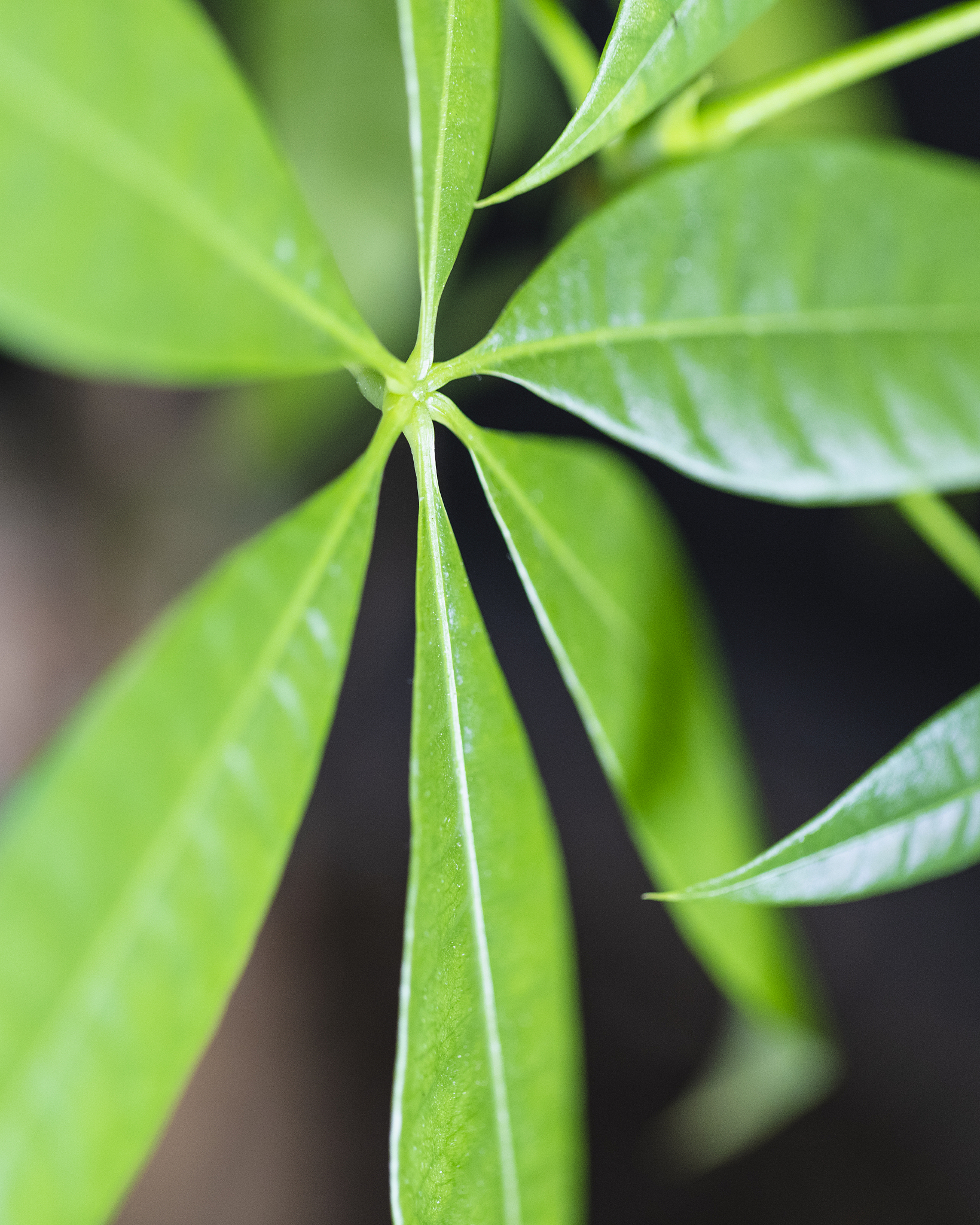 money tree leaves.