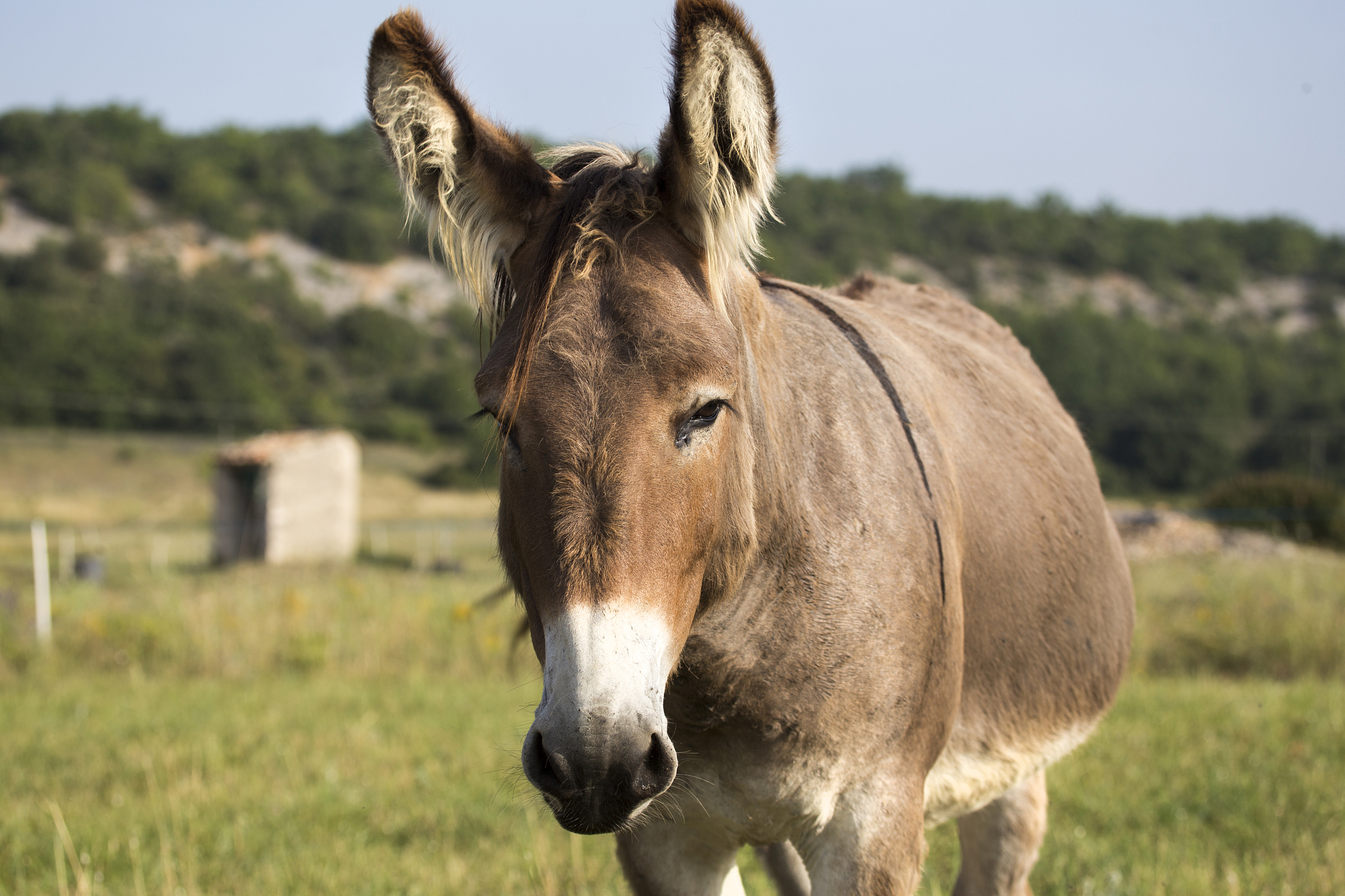 donkey