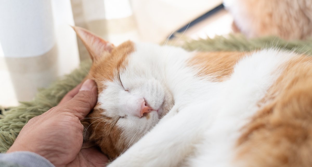 老六猫毛不开心该怎么办 老六猫毛不开心该怎么办