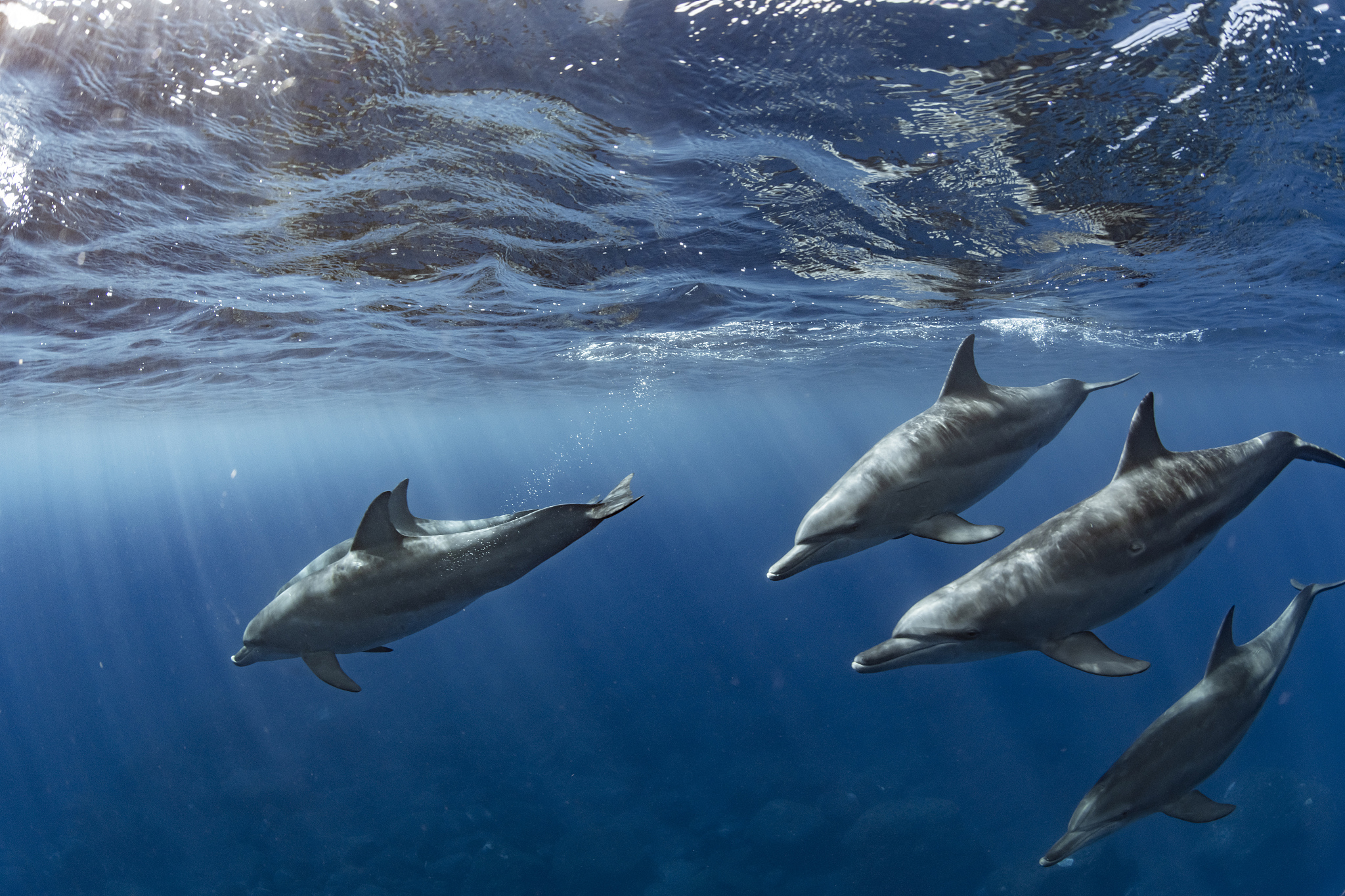 北极鲶鱼：栖息地、习性、食物链及气候变化的影响