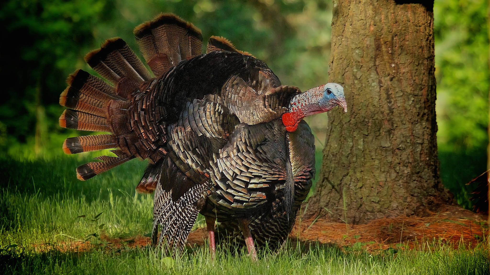 single male wild turkey walking in forest