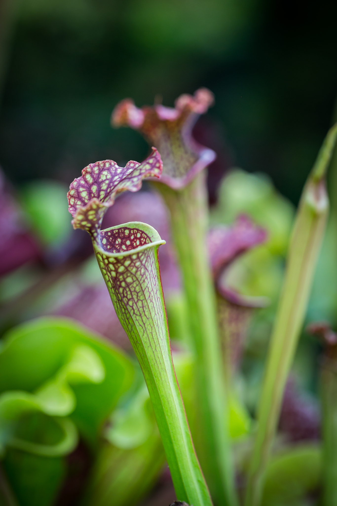 beautiful flowers in the garden in singapore.