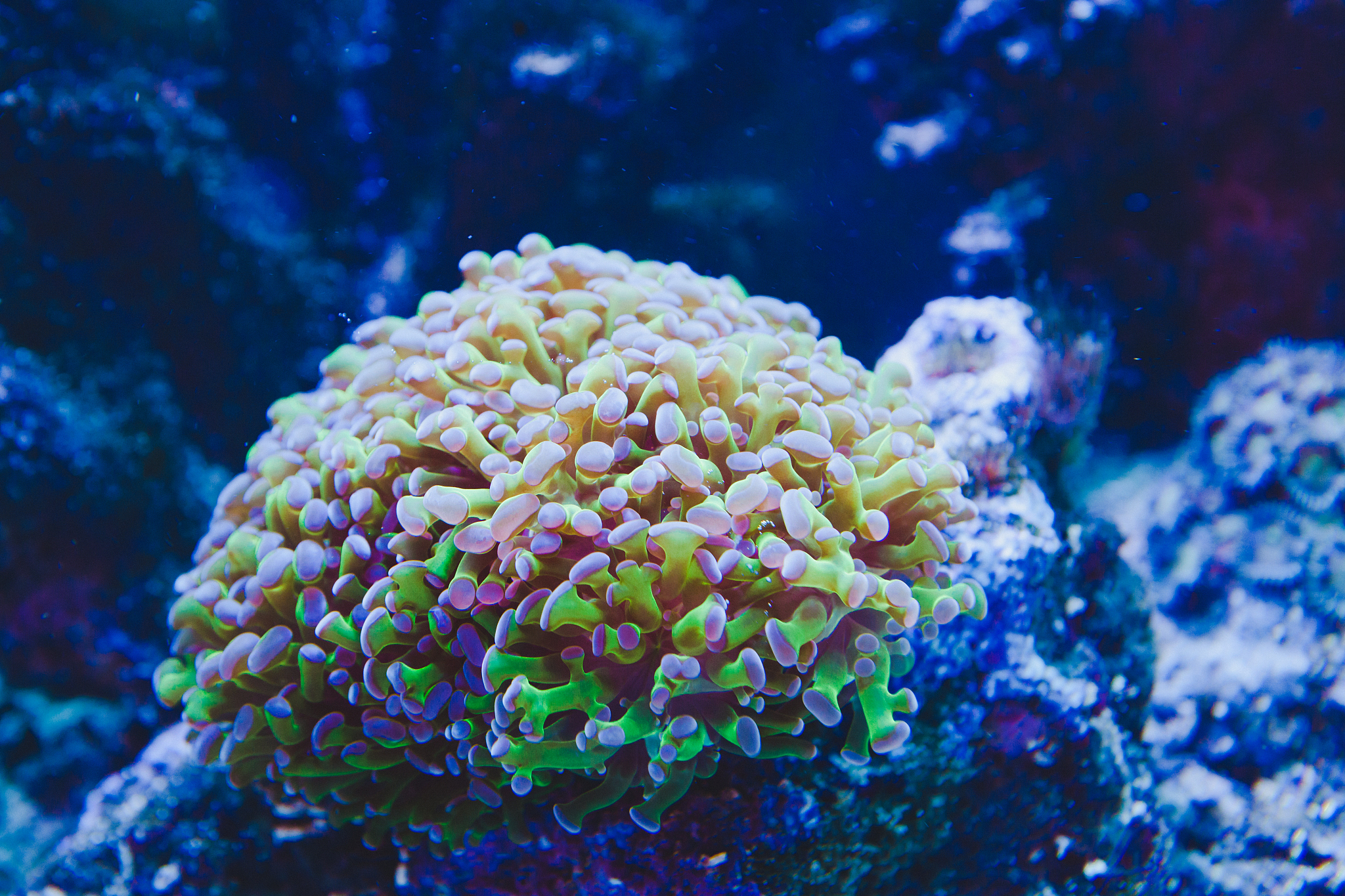 frogspawn polyp coral underwater