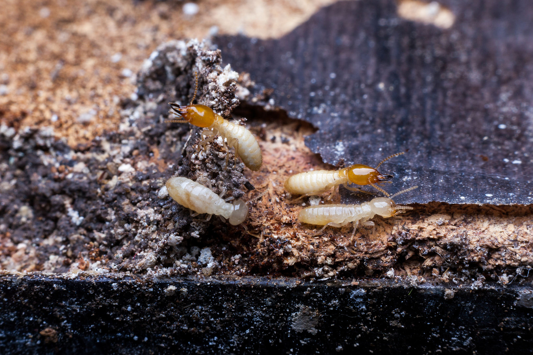 group of termites.