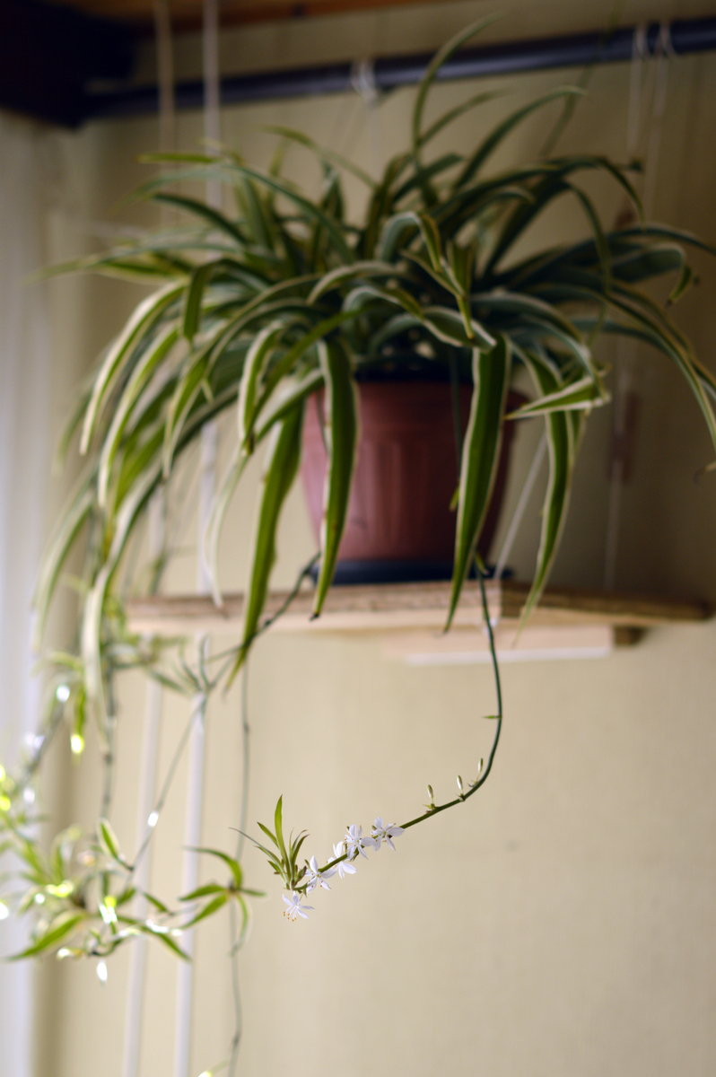 吊兰花语及寓意：守望、忍耐、自由，适合送人吗？