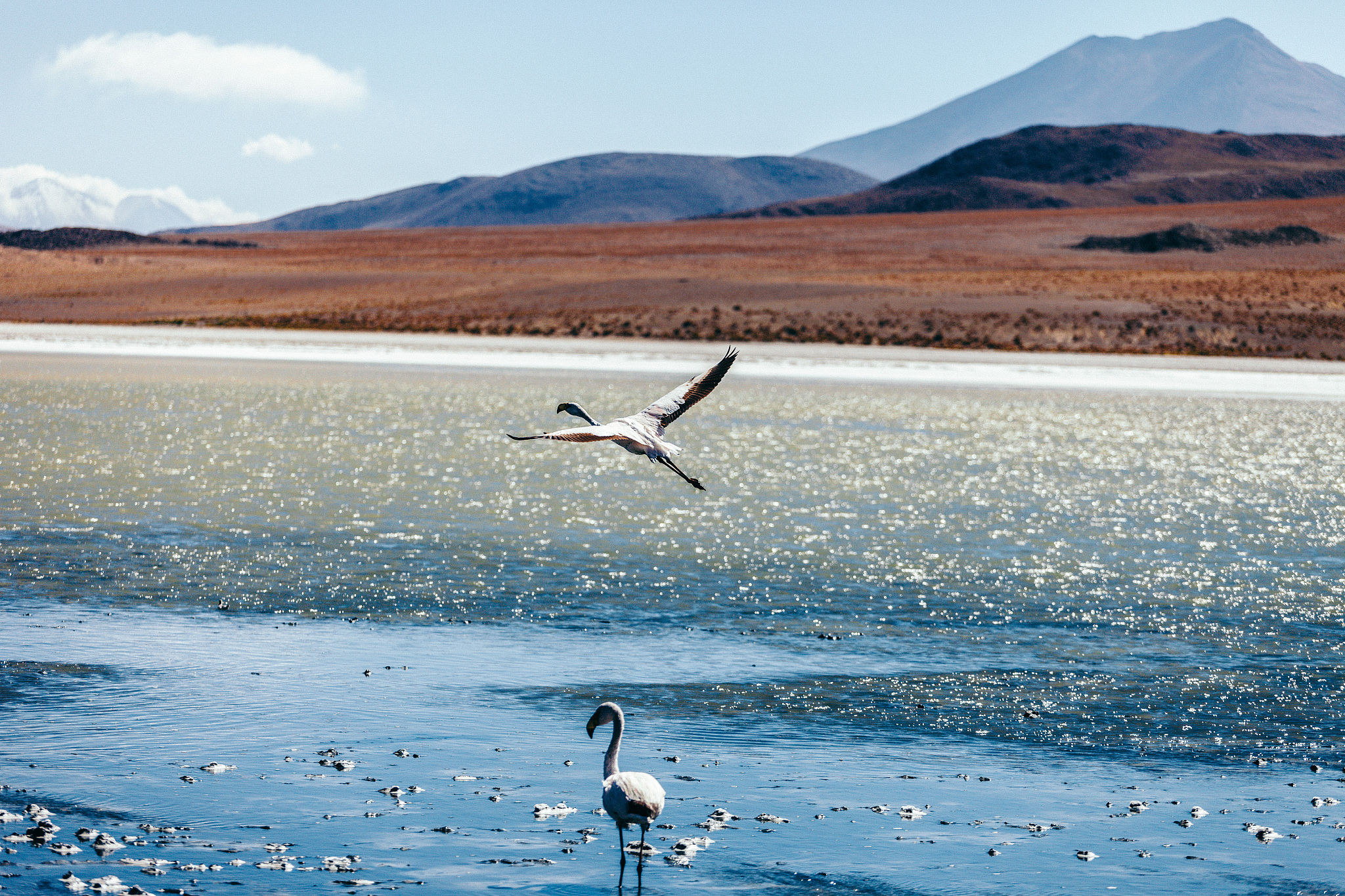 a herd of flamingo, laguna hedionda area, bolivia