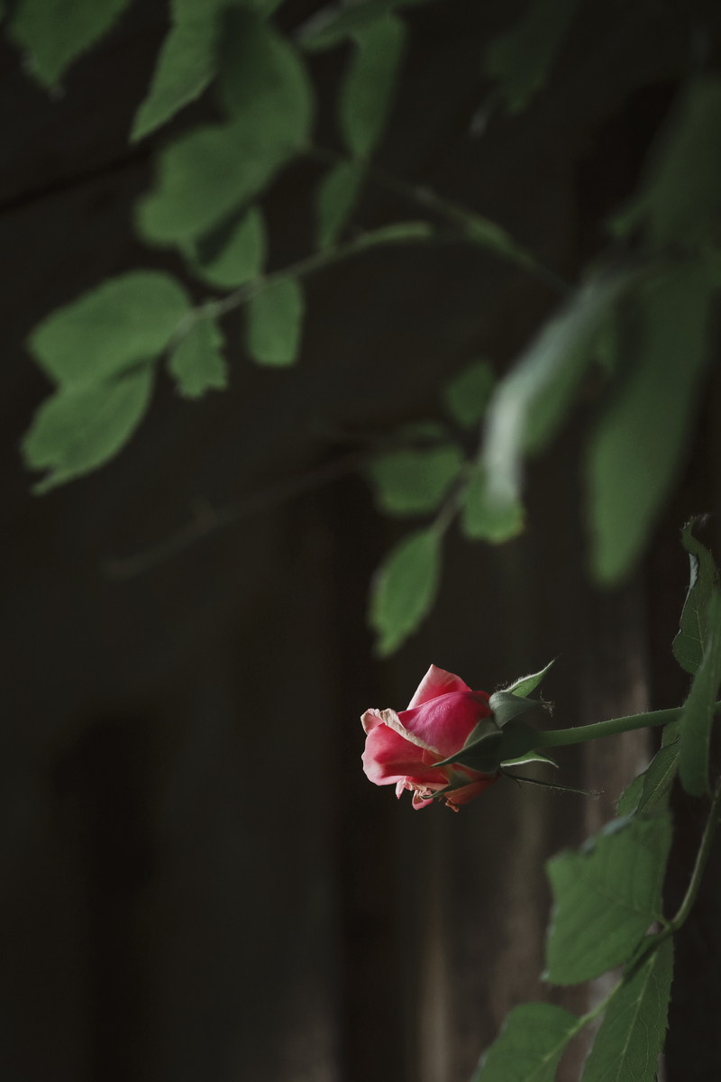 雨打花落残红去，楼心空对下雕栏。我是一个中年人，按照古诗词的风格续写一下。