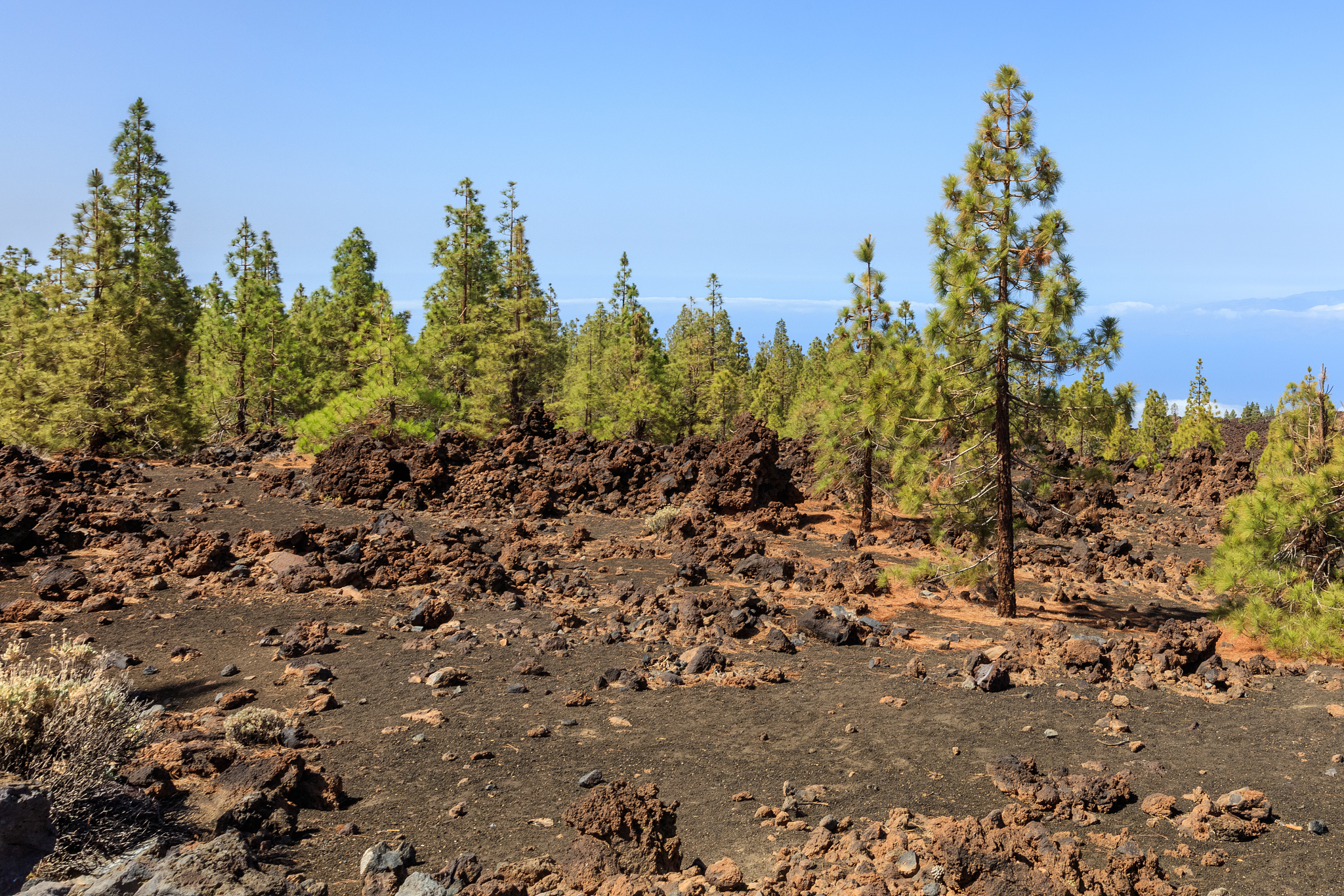 pine forest in teide national park, tenerife