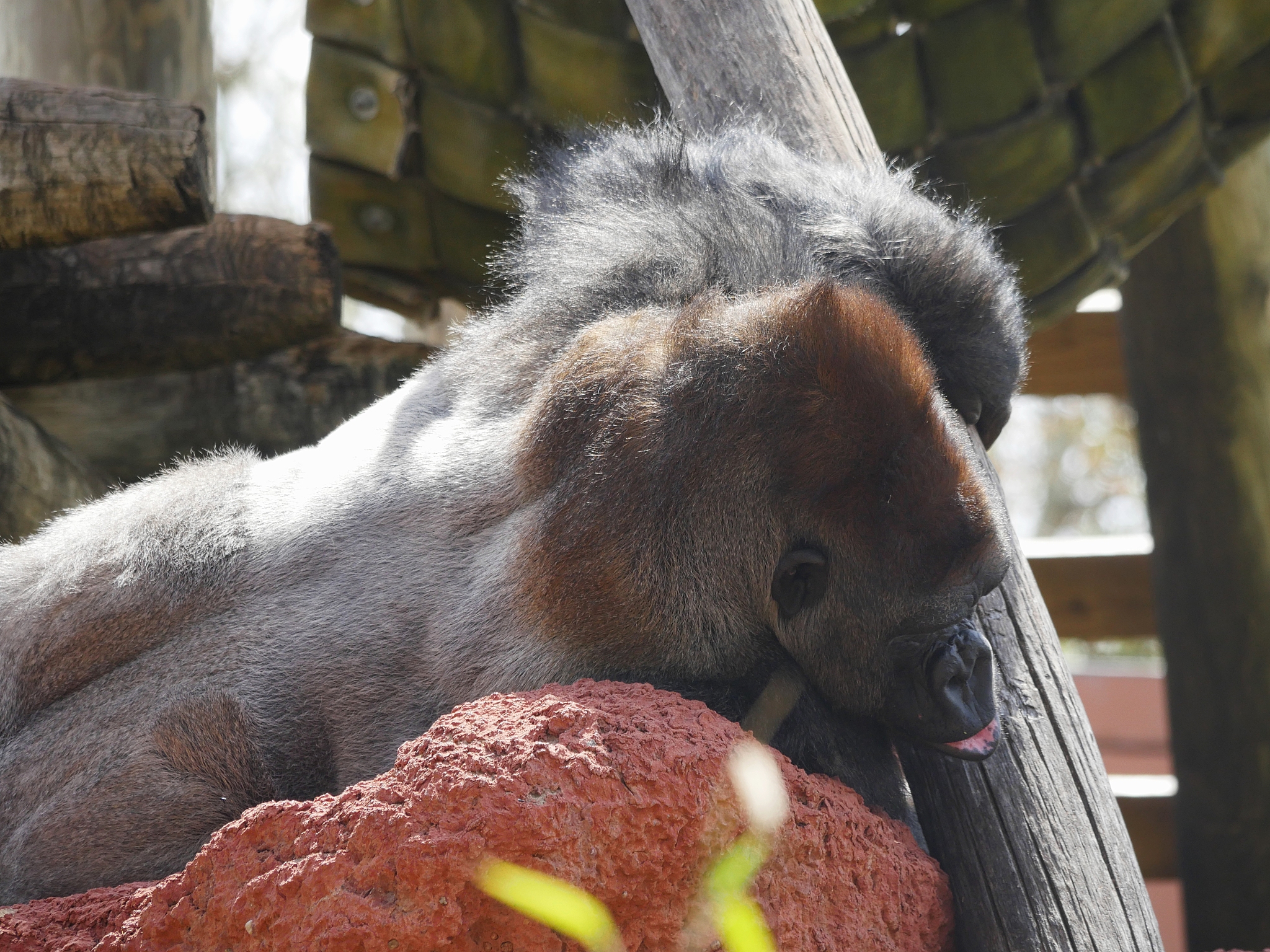 photo of a gorilla