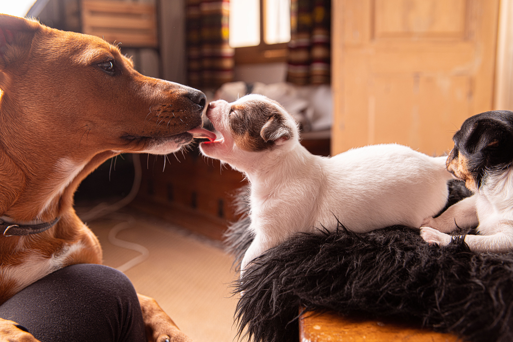 摸摸你的头：宠物的暖心回应