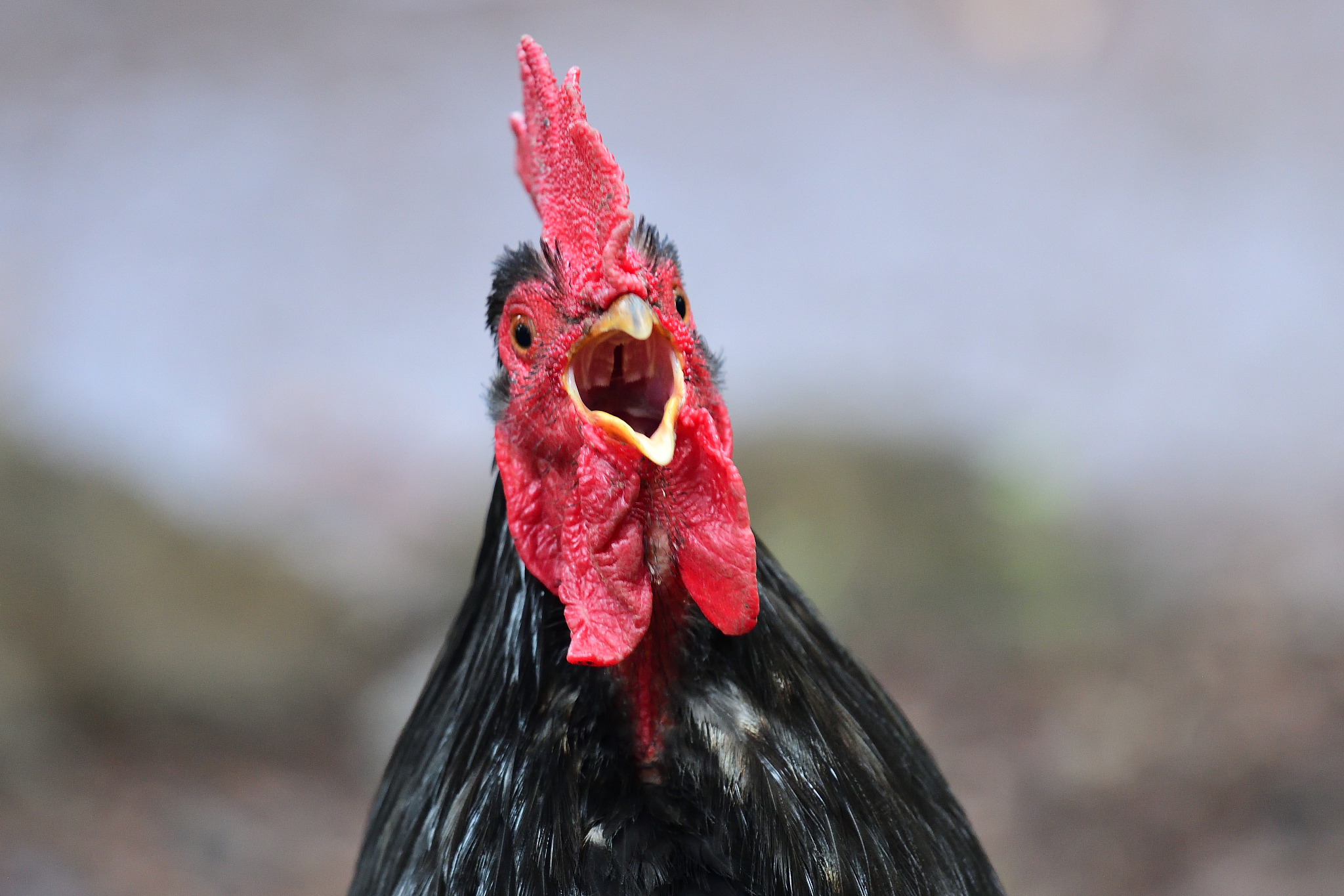 squawking chicken
