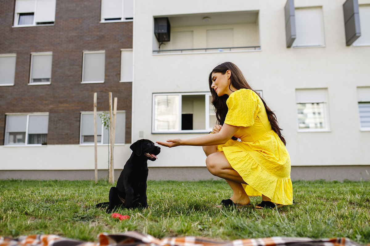 我家的小狗：一只可爱的拉布拉多犬