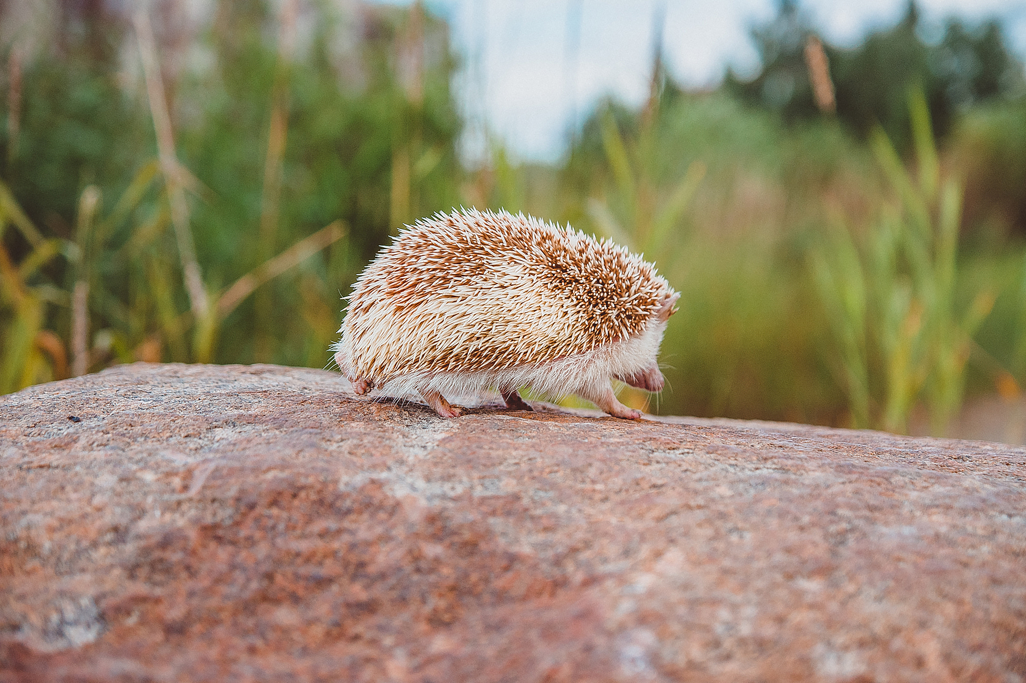 山东畜牧兽医职业学院野生动物资源保护与利用专业：值得学习吗？