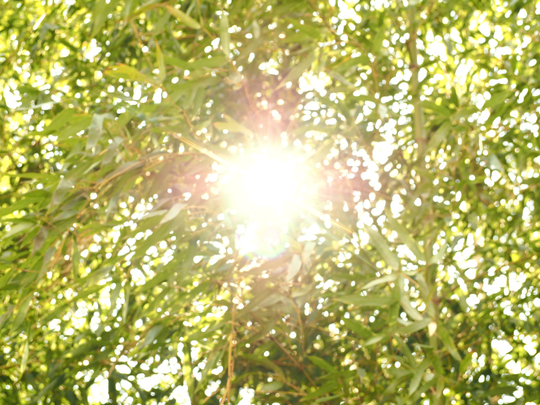 就在前几天我的一个学员只听我说晒太阳是件好事儿没听到后面还有适量两个字立马就去海边晒太阳去了晒了整整一天本来就热太阳也大你说你还非得跑去海边晒了一整天那么晒太阳有什么好处呢今天啊时老师跟大家谈一谈第一可以提升免疫力。自古中医有采日精的说法晒太阳有助于补阳气、补正气有助于增强人的免疫力。第二降低抑郁的发生率。研究发现充足的日照下人体的肾上腺素、甲状腺素以及性腺素的分泌水平会有所提升这将有效改善情绪低