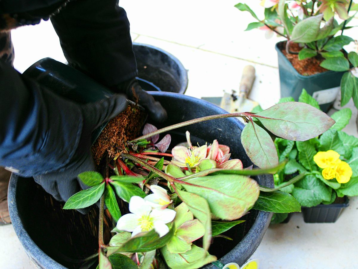 烂根的鸭掌木植物怎么急救