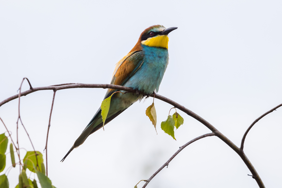 for var i = 0; i resresult1length; i++ var name = resresult1ifullname; 地图标记点 addMarker function data consolelogdata consolelogdatatitle var mks = ; mkspush 获取返回结果放到mks数